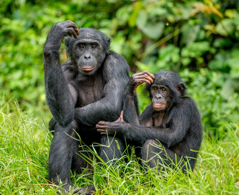 Mwenga : L’AFJEP Asbl dénonce la surexploitation des ressources et appelle à protéger la biodiversité