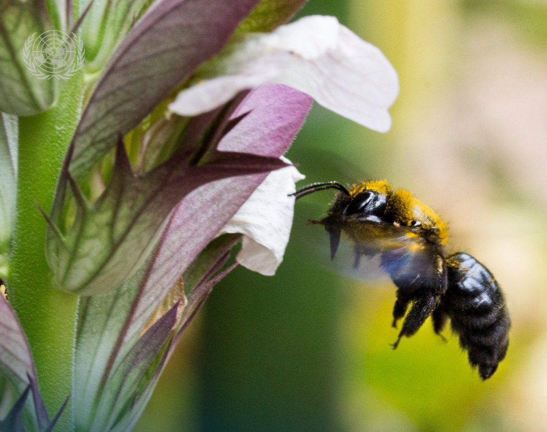 Kamituga : L’AFJEP appelle à protéger les abeilles pour garantir la sécurité alimentaire